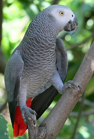 Papagaai